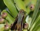 Skipper Butterfly